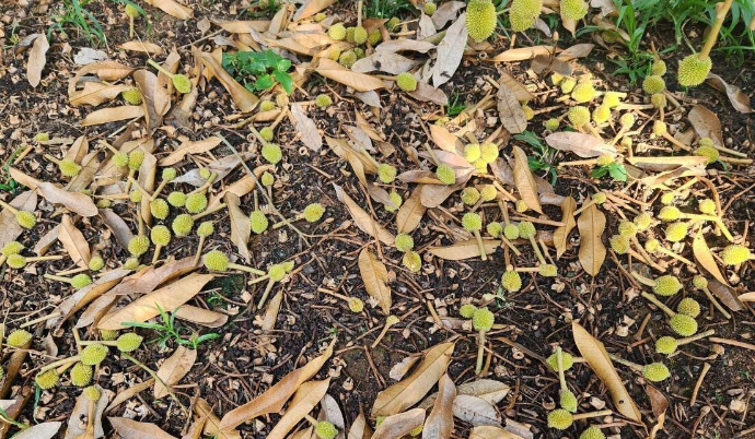 lượng nước cần thiết cho cây sầu riêng bao nhiêu